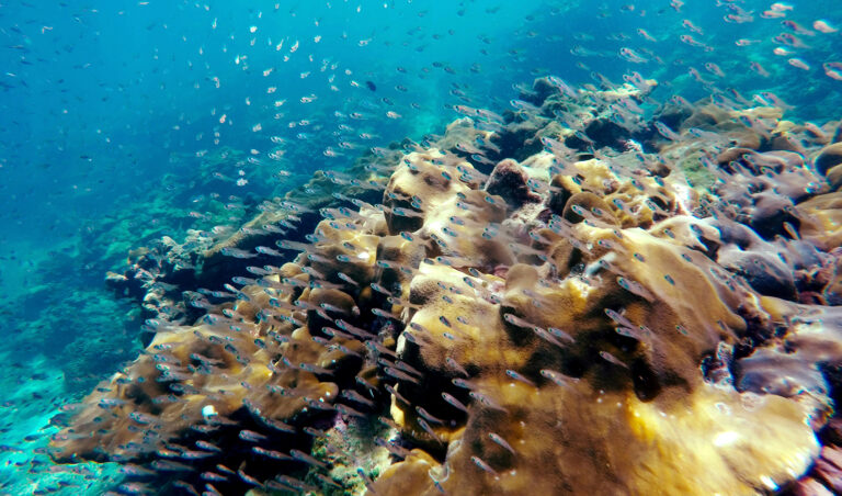 Mercury in Tuna – Rex Ito’s Viewpoint